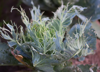 Close-up of fresh green leaves