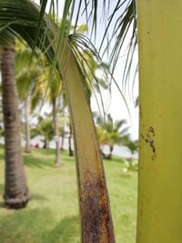 Close-up of palm tree trunk on field