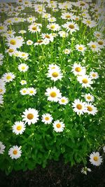 Close-up of white daisy flowers