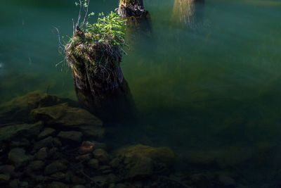 View of turtle swimming in lake