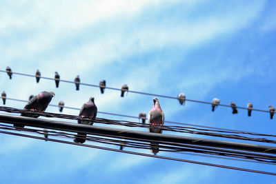 Bottom view of birds standing on wires, power cables, electric wires. blue sky background.
