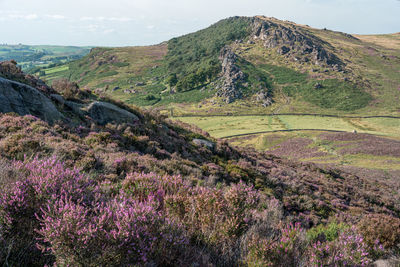 Purple heather at the roaches, staffordshire from hen cloud in the peak district national park, uk.