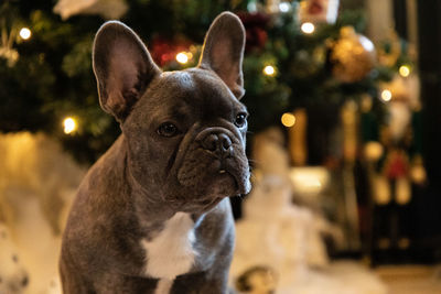 Close-up of a dog looking away