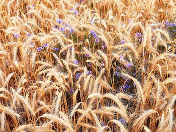 Full frame shot of wheat field