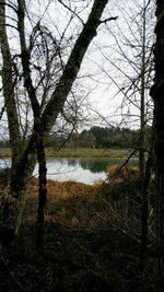 Scenic view of lake in forest against sky