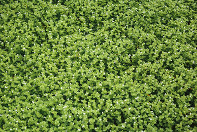 Full frame shot of plants