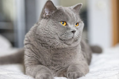 Portrait of lying gray cat with orange eyes close-up. british blue shorthair cat. selective focus.