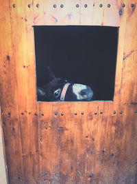 Close-up of dog peeking through window