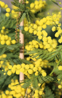 Close-up of yellow flowers