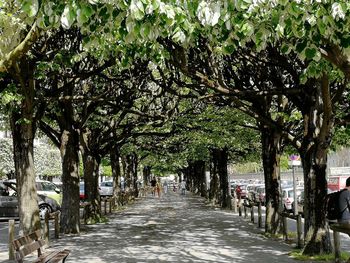 Empty road along trees in park