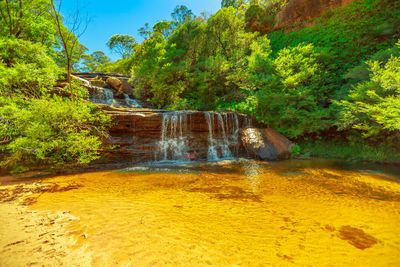 Scenic view of waterfall in forest