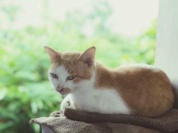 Close-up of a cat looking away