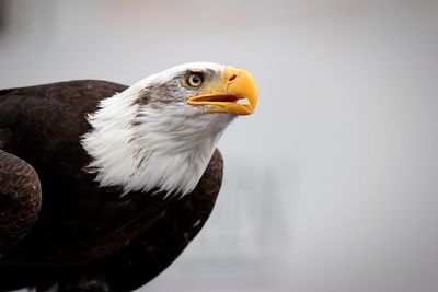 Close-up of bird perching on branch