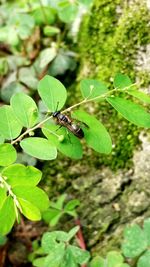 Close-up of insect on leaf