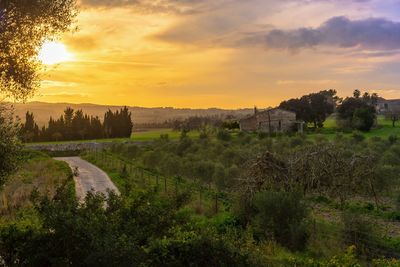 Scenic view of field against sky during sunset