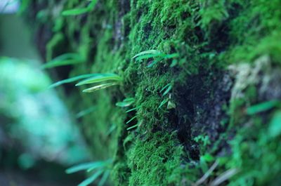 Close-up of fresh green plant in forest