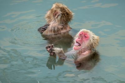 Monkey swimming in a lake