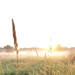 Scenic view of landscape at sunset