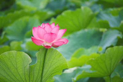 Close-up of pink lotus water lily