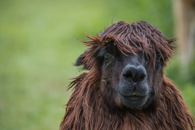 Close-up portrait of alpaca