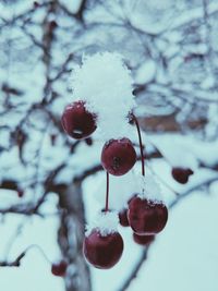 Close-up of frozen berries on tree