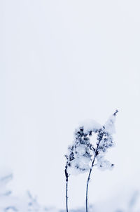 Close-up of frozen plant against sky