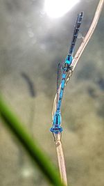 Close-up of damselfly on blue background