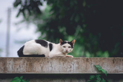 Cat relaxing on tree