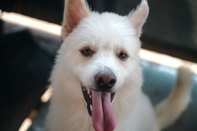 Labrador spitz smiling white dog