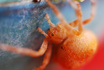 Close-up of spider