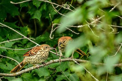 Close-up of bird perching on branch