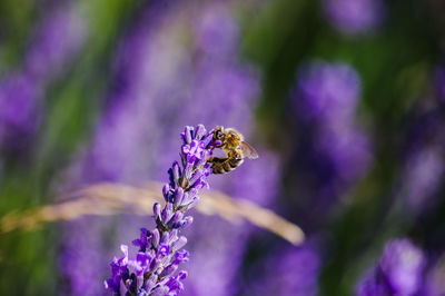 Close-up of insect on purple flowering plant