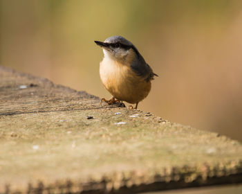 Close-up of bird perching on wood