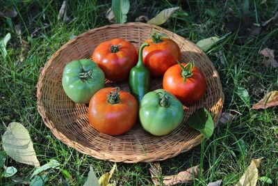 High angle view of tomatoes and chili pepper on basket on grass
