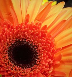 Full frame shot of red flower