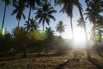 Palm trees on beach against sky