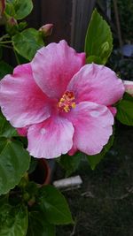 Close-up of pink flower