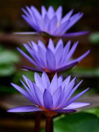 Purple lotus blooming