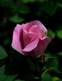 Close-up of pink rose