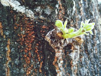 Close-up of leaf on tree trunk