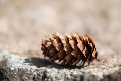 Close-up of pine cone on rock