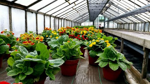 Potted plants in greenhouse