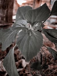 Close-up of dry leaves on field