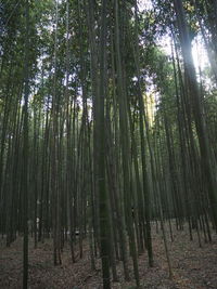 View of bamboo trees in forest