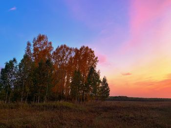 Trees on field against sky during sunset