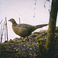 Bird perching on a field