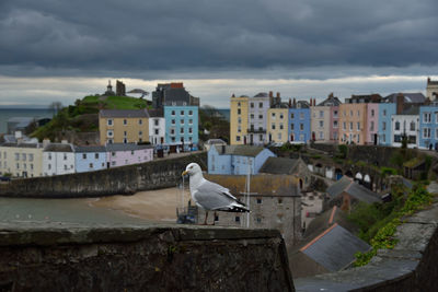 Seagull perching on a building