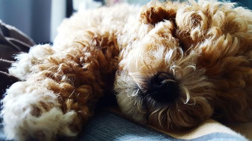 Close-up of cute sleepy dog