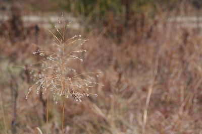 Close-up of dandelion