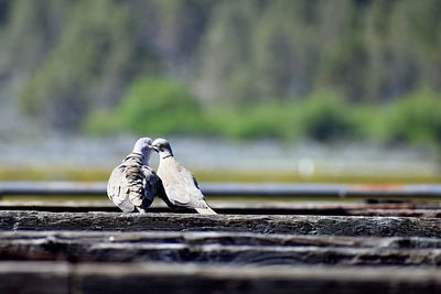 Close-up of birds